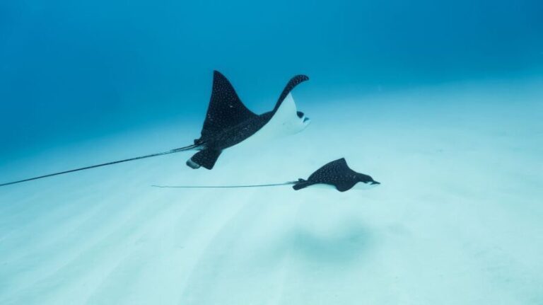 Dolphin Watch Snorkel and BBQ in Kona, Big Island - Who Should Consider This Tour?