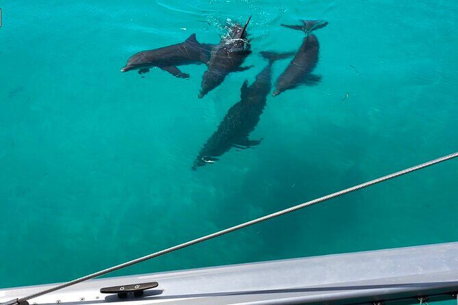 Dolphin Watch + Sunset Sail with Honest Eco - Setting the Scene: Where and When