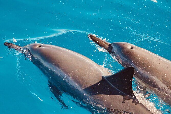 Dolphin Watching and Snorkeling on the West Coast of Oahu - The Reviewers Perspective: Authentic Insights from Multiple Travelers