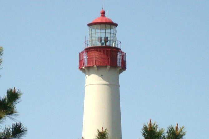 Dolphin Watching around Cape May - What the Experience Means for You