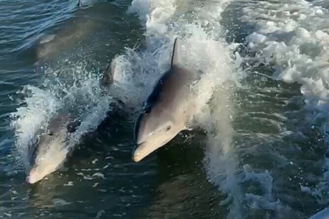 Dolphin Watching boat tour around Anna Maria Island - FAQs