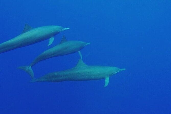 Dolphin Watching in Puerto Escondido - The Possibility of Swimming and Snorkeling