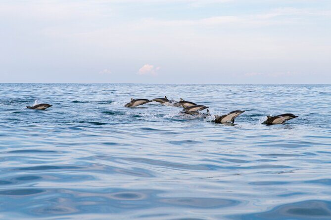 Dolphin Watching Tour - What to Expect on the Tour