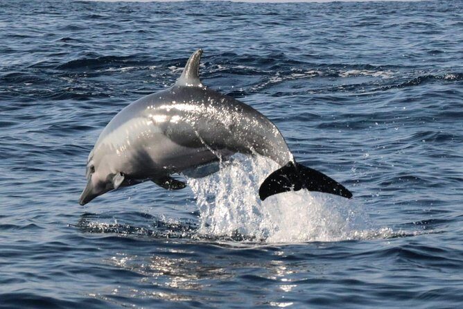 Dolphin Watching - The Experience: What Youll Love