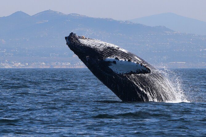 Dolphin & Whale Watching - The Sum Up