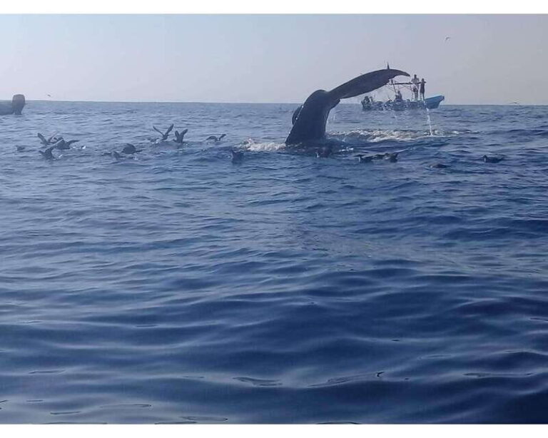 Dolphins and whales watching in Puerto Escondido. - What Travelers Say: Authentic Reflections