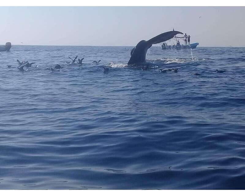 Dolphins and whales watching in Puerto Escondido. - What Travelers Say: Authentic Reflections