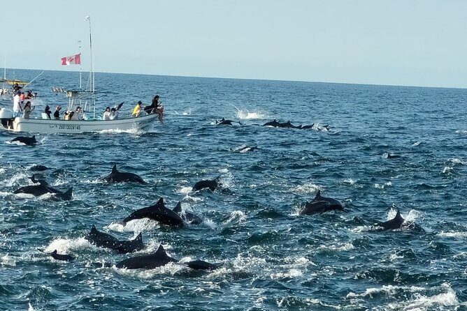 Dolphins,Turtles Watching - Final Thoughts: Is It Worth It?
