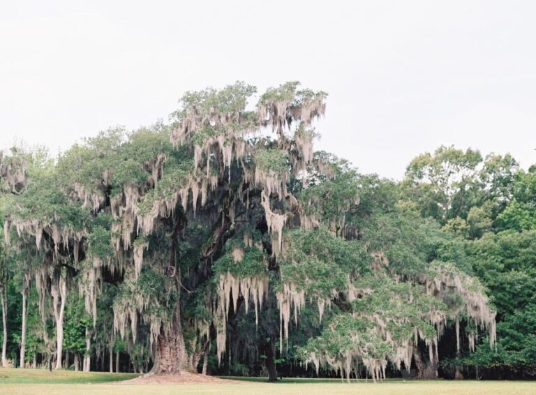 Drayton Hall: Interpreter Guided Tour, Charleston, SC - Authentic Stories and Honest Feedback