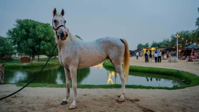 Dubai: Al Marmoom Oasis Horse Riding Experience with Snack - The Practical Details