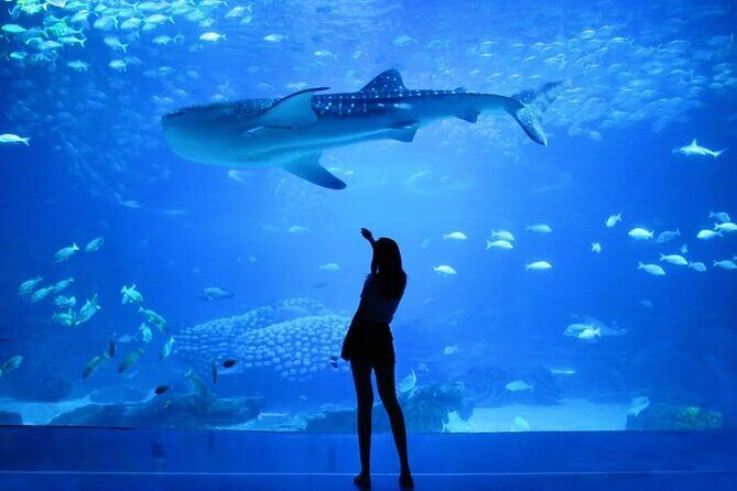 Dubai Aquarium And Underwater Zoo Tickets At Dubai Mall - What Marine Life Will You See?
