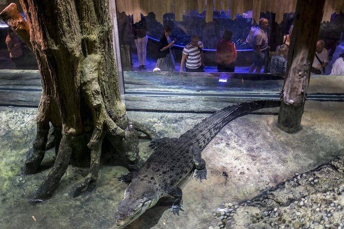 Dubai Aquarium + Penguin Cove Tickets with Transfers - A Detailed Review of the Experience