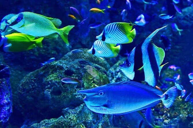 Dubai Aquarium underater zoo penguin cove with optional transport - What Makes This Tour Stand Out
