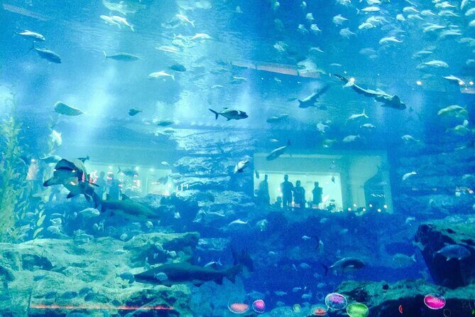 Dubai Aquarium & Underwater Zoo - Basic - Practical Tips for Visitors