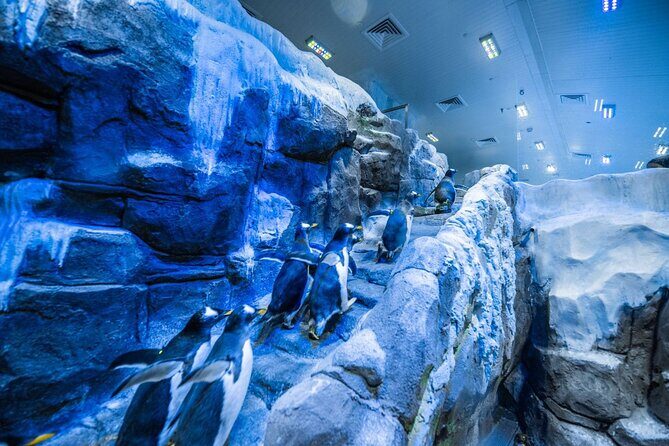 Dubai Aquarium with Various Animal Encounter and Access Options - Why This Tour Works Well for Travelers