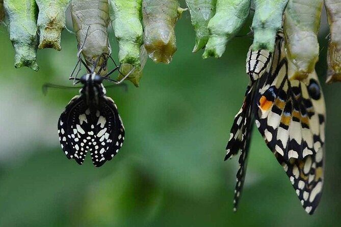 Dubai Butterfly Garden (Escape into nature) - Detailed Breakdown of the Itinerary