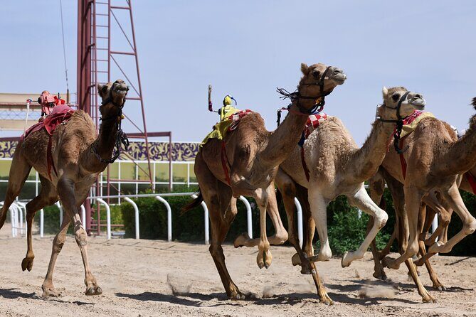 Dubai Camel Race with a Camel Ride - What Travelers Love Most