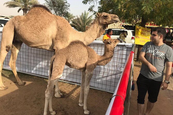 Dubai Desert Safari and Quad Bike Ride with Buffet Dinner - What Travelers Say