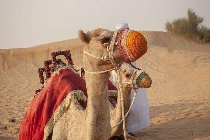 Dubai Desert Safari With ATV - Who Will Love This Tour?