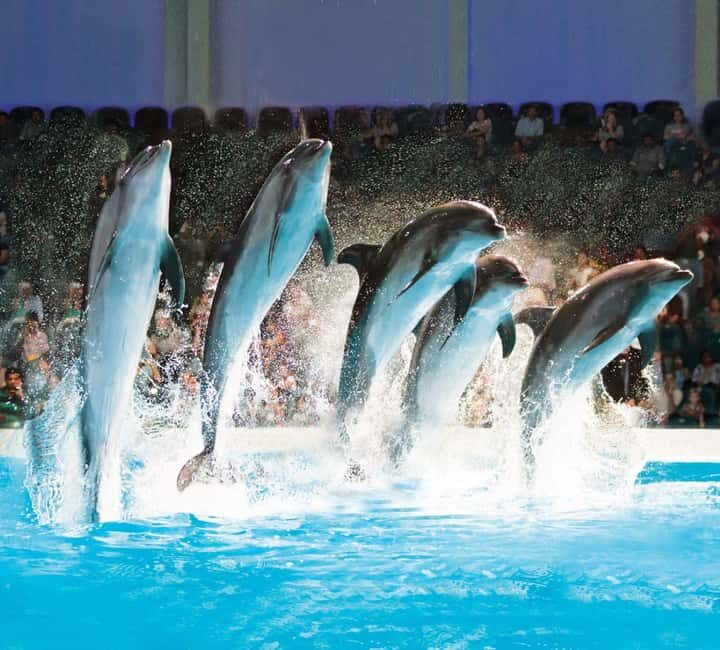 Dubai: Dubai Dolphinarium Dolphin, Seal & Bird Show Tickets - The Itinerary Breakdown: What Makes Each Part Special