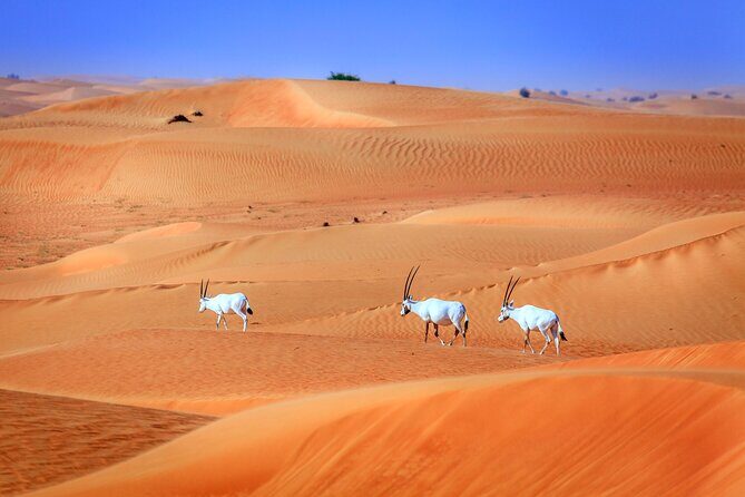 Dubai Experience: Quad bike, BBQ Dinner and Live Show - What Could Be Better?