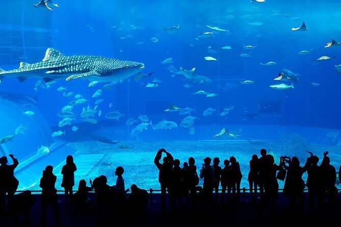 Dubai Mall Aquarium & Underwater Zoo with Penguin Cove Tickets - The Sum Up