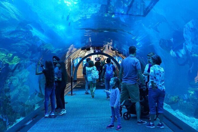 Dubai Mall Aquarium with Penguin Cove + Skyview Ticket - Practical Details and Considerations