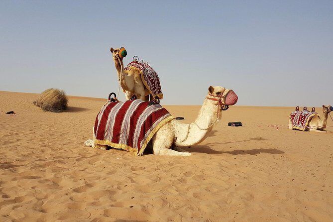 Dubai Red Dune Desert Safari: Camel Ride, Sandboarding & BBQ - The Sum Up