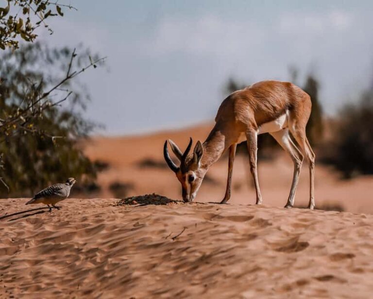 Dubai Red Dunes Safari: Dune Bashing, Camel Ride & Breakfast - Final Thoughts