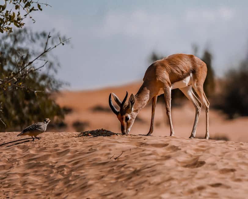 Dubai Red Dunes Safari: Dune Bashing, Camel Ride & Breakfast - Final Thoughts