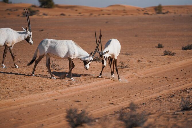 Dubai Red Dunes Safari: Dune Bashing, Camel Ride & Breakfast - The Itinerary in Detail