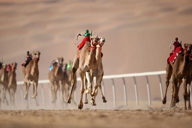 Dubai Royal Camel Race with Prime Seats & Short Camel Ride - Who Will Appreciate This Tour?