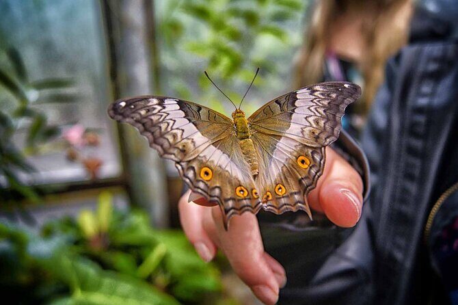 Dubai: Skip-The-Line Ticket to Butterfly Garden - Who Is This Tour Best Suited For?
