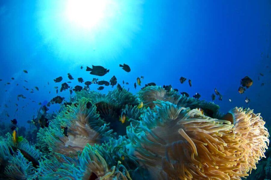 Dubai to Fujairah: First Scuba Diving + Transfer & BBQ - FAQ