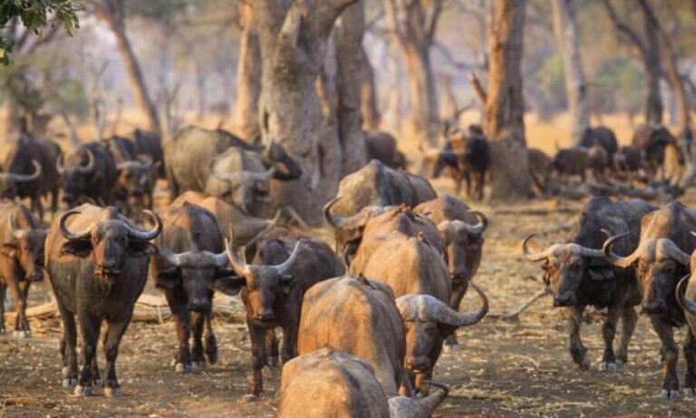 Durban: Hluhluwe Big 5 Safari with Pro Zeiss Binoculars - The Itinerary: A Day Packed with Wildlife & Scenery