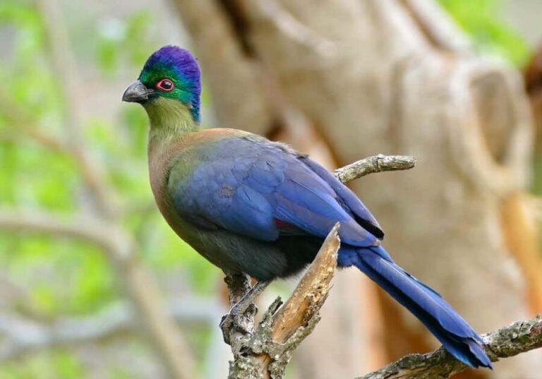 Durban: St Lucia Birdwatching Tour - What to Expect on the Day