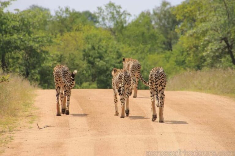 Durban Tour with Golf Experience 7 Days/6 Nights - What Makes This Tour Stand Out?