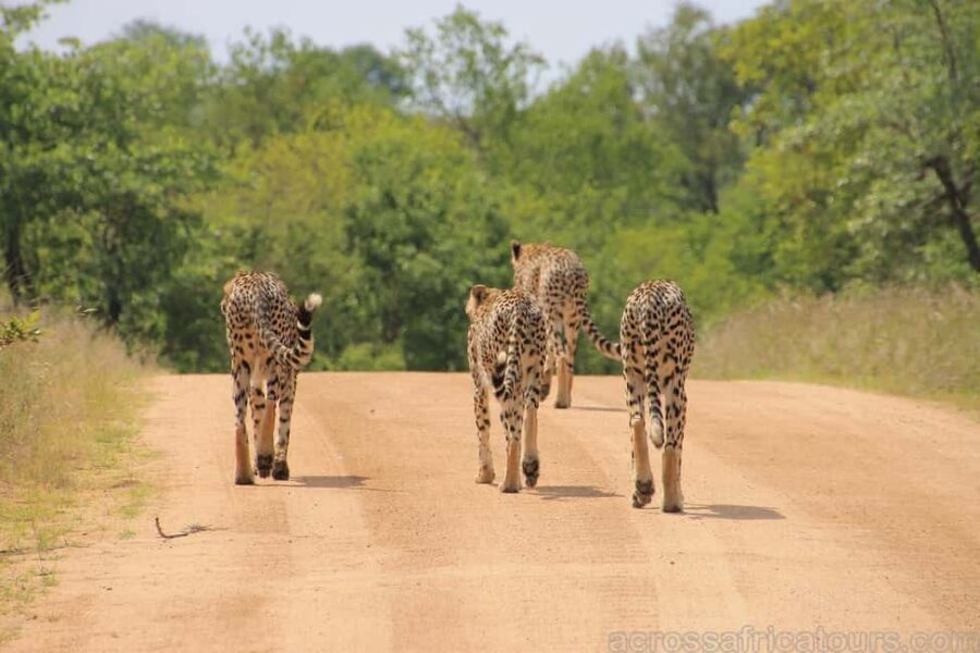 Durban Tour with Golf Experience 7 Days/6 Nights - What Makes This Tour Stand Out?