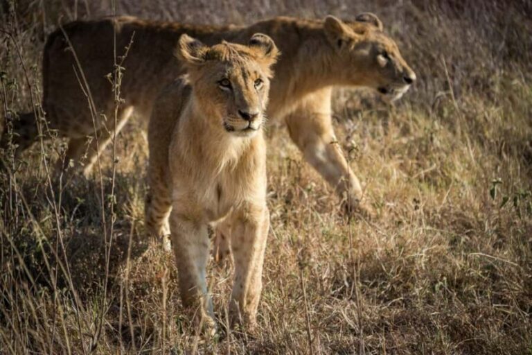 Early Morning Nairobi National Park Game Drive - Transportation and Practical Details