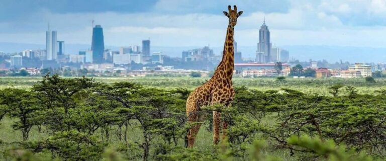Early Morning Nairobi Park Elephant& Giraffe Sanctuary - Why This Tour Offers Great Value