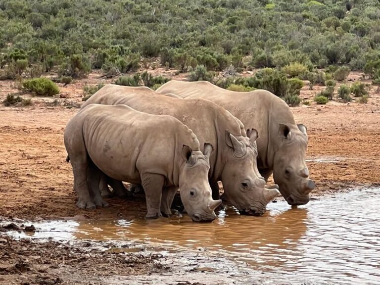 Early Morning Safari Big Five Experience Near Cape Town, SA - The Wildlife and the Guides