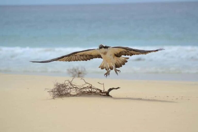 East tour - lighthouse, turtle nature reserve, baobab tree ... - The Value and Practicalities of the East Tour