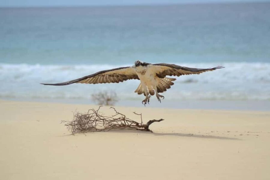 East tour - lighthouse, turtle nature reserve, baobab tree ... - The Value and Practicalities of the East Tour