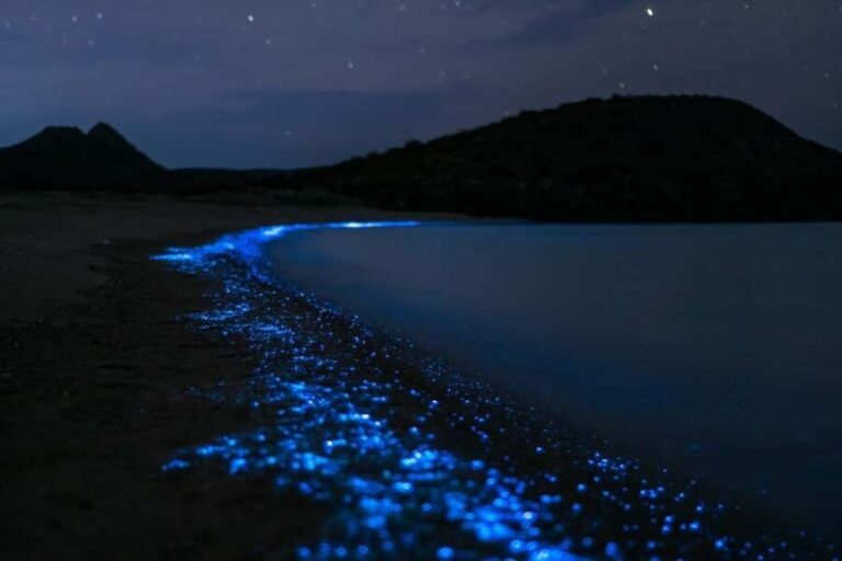 Eastsound: Orcas Island Bioluminescent Kayak Tour - The Value of the Experience