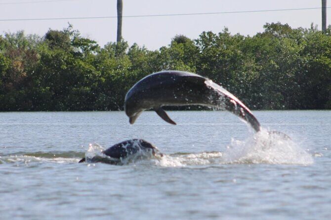 Easy Ride Pedal Kayak Tour Marco Island & Naples (Pedal or Paddle - Practicalities and Considerations