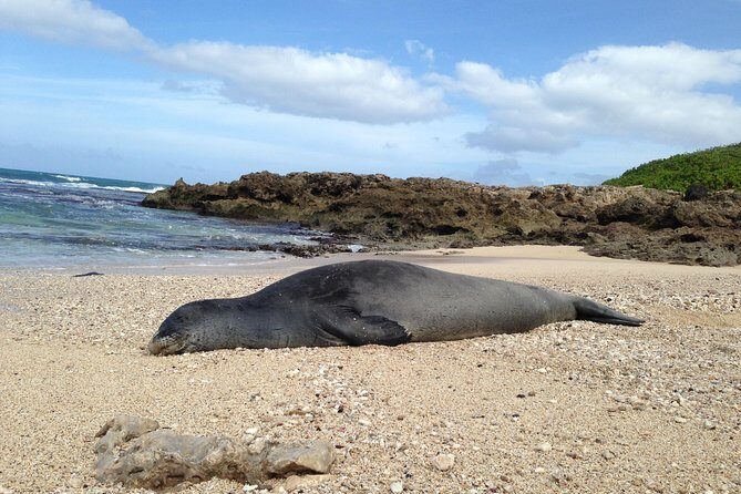 Eco-adventure friendly Aloha Island Tour - Value and Pricing: Is It Worth It?