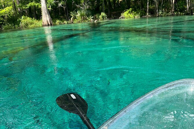 ECO adventure to Cypress Springs by Paddle Board or Kayak - A Detailed Look at the Cypress Springs Eco Adventure