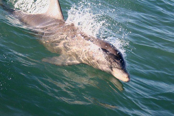 Eco and Dolphin Watch Tour of South Padre Island - The Value of This Tour