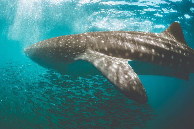 Eco Whale Shark Encounter - Final Thoughts: Who Should Consider This Tour?