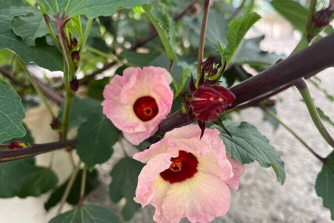 Edible Hibiscus Guided Farm Tour (Big Island) - The Value of the Experience